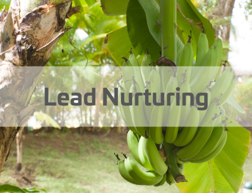 Lead Nurturing – so bringen Sie Ihre Leads zum Kaufabschluss